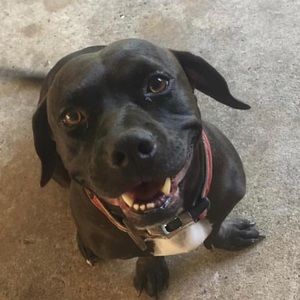 Meet your Posher, Lylah